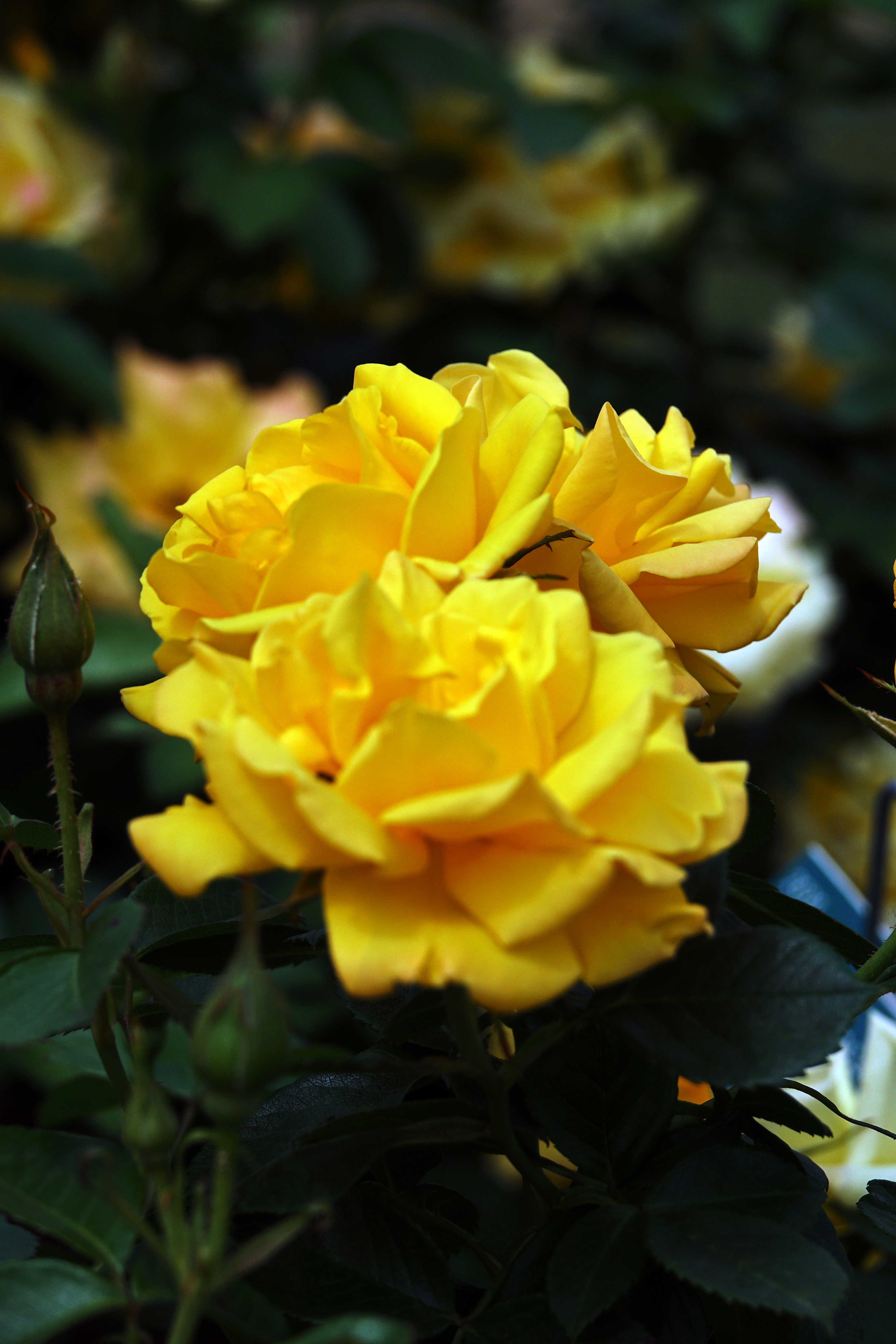 ©SUNFLOR - Primavera